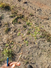 Asparagus buchananii