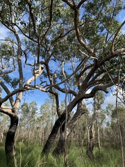 Eucalyptus latisinensis