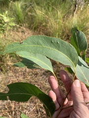 Eucalyptus latisinensis