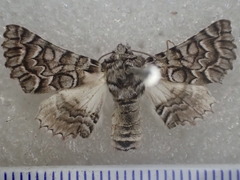 Dinophalus thrasyschema