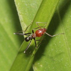 Iridomyrmex rubriceps