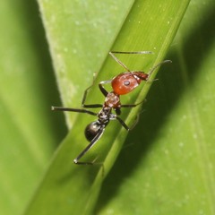 Iridomyrmex rubriceps