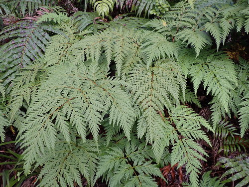 Loxsoma cunninghamii (Loxsoma cunninghamii)