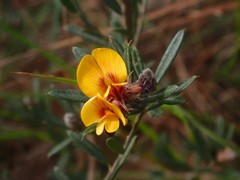 Pultenaea myrtoides