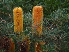 Banksia collina