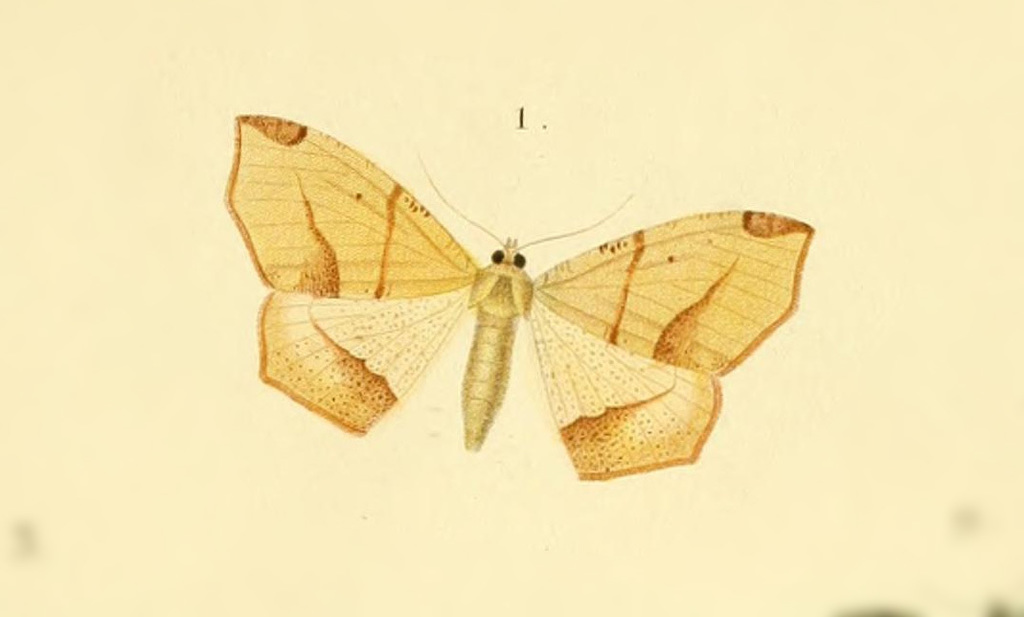 Epigynopteryx flavedinaria