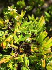 Pseudanthus orientalis