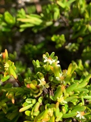 Pseudanthus orientalis