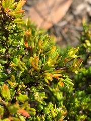 Pseudanthus orientalis