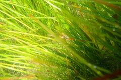 Halodule uninervis
