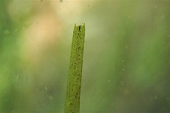 Halodule uninervis