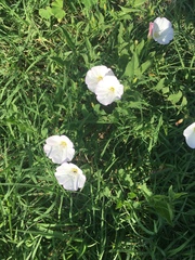 Convolvulus arvensis