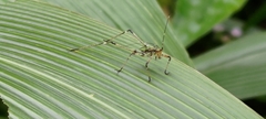 Phaneroptera nigroantennata