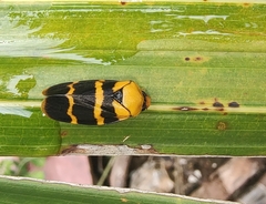 Phymatostetha