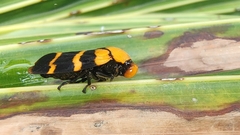 Phymatostetha