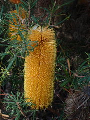 Banksia collina