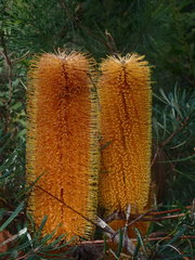 Banksia collina
