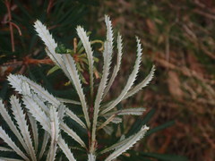Banksia collina