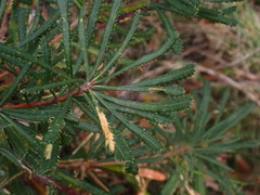 Banksia collina