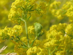Aceria galiobia
