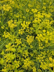 Bilacunaria boissieri