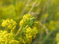 Aceria galiobia