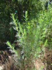 Artemisia abrotanum