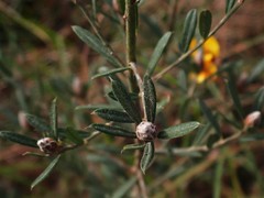 Pultenaea myrtoides