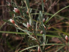 Pultenaea myrtoides