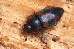 Epuraea unicolor