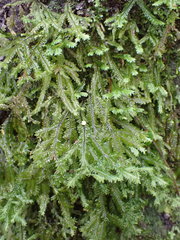 Plagiochila trispicata