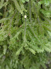 Plagiochila trispicata