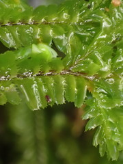 Plagiochila trispicata