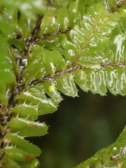 Plagiochila trispicata