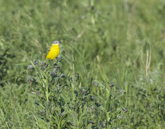 Motacilla flava beema