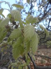 Quercus ithaburensis