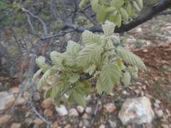 Quercus ithaburensis