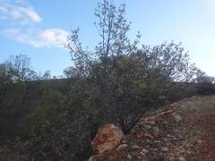 Quercus ithaburensis