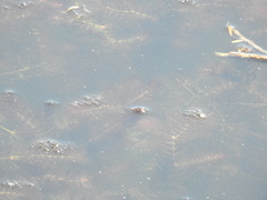 Ceratophyllum submersum