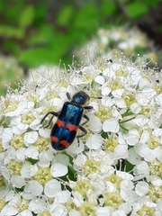 Trichodes ircutensis