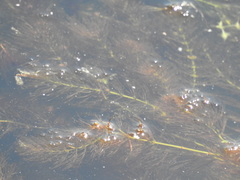 Ceratophyllum submersum