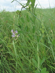 Lathyrus incurvus
