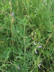 Lathyrus incurvus