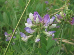 Lathyrus incurvus