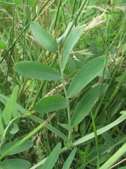 Lathyrus incurvus
