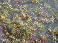 Ceratophyllum submersum