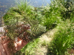 Ceratophyllum submersum