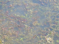 Ceratophyllum submersum