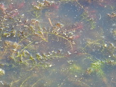 Ceratophyllum submersum