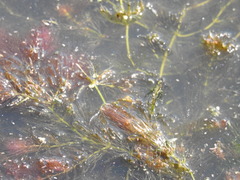 Ceratophyllum submersum